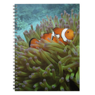 Clownfisch (Amphiprion ocellaris) Notizblock