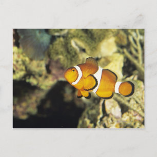 Clownfisch (Amphiprion ocellaris), Postkarte