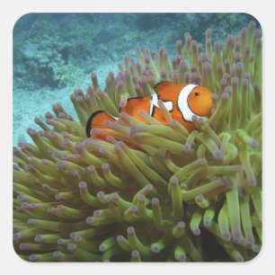 Clownfisch (Amphiprion ocellaris) Quadratischer Aufkleber