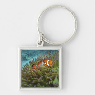 Clownfisch ( Amphiprion ocellaris ) Schlüsselanhänger