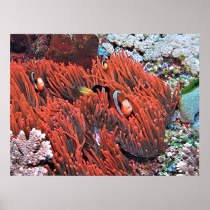 Clownfisch an fliegenden Fronten Poster
