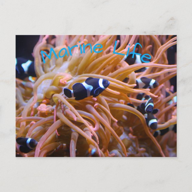 Clownfisch-Anemone Postkarte (Vorderseite)