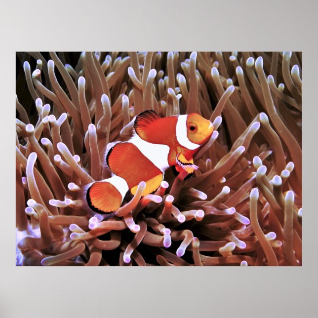 Clownfisch auf den Philippinen Poster (Vorne)