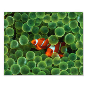 Clownfisch Foto drucken