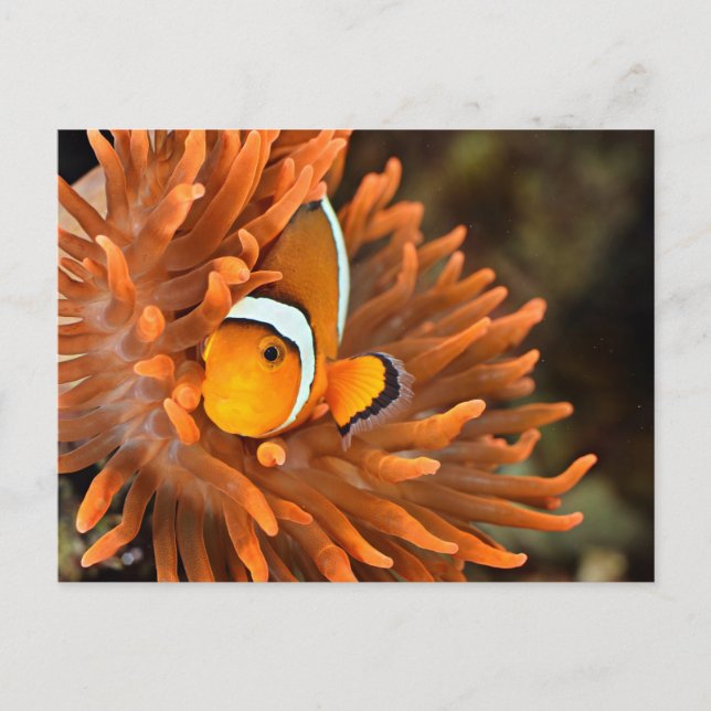 Clownfisch im Meeresaquarium Postkarte (Vorderseite)