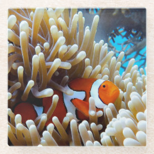 Clownfisch in einem Korallenriff Glasuntersetzer