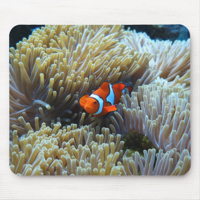 Clownfisch in einem Korallenriff Mousepad (Vorne)
