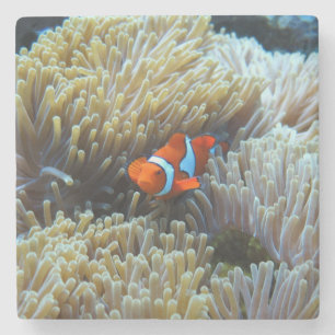 Clownfisch in einem Korallenriff Steinuntersetzer