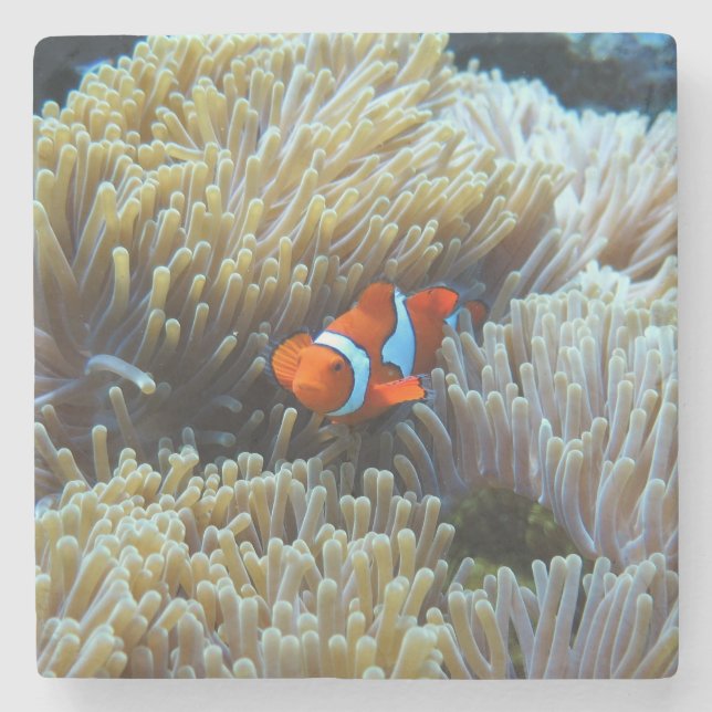 Clownfisch in einem Korallenriff Steinuntersetzer (Vorderseite)
