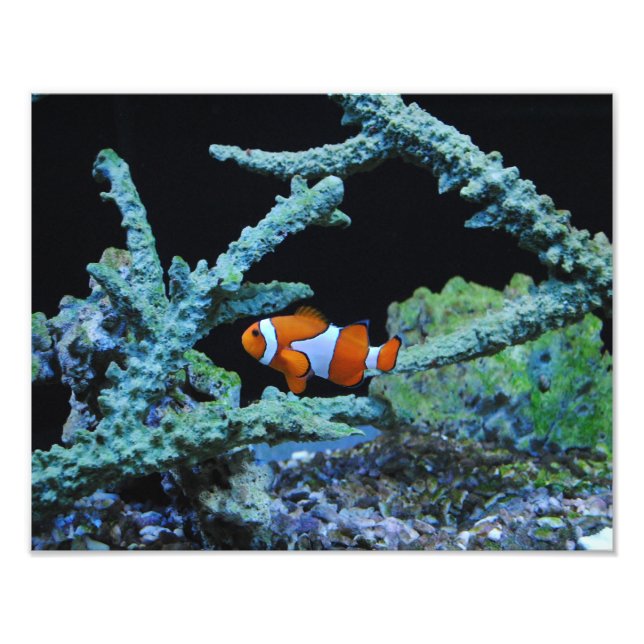 Clownfisch in Korallen Fotodruck (Vorne)