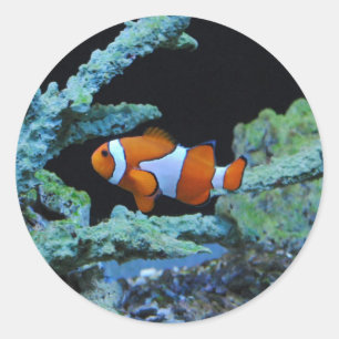 Clownfisch in Korallen Runder Aufkleber