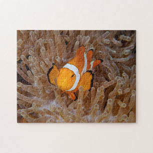 Clownfisch - Molokai, North Shore Cliff