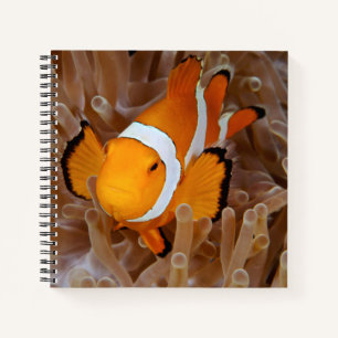 Clownfisch - Molokai, North Shore Cliff Notizbuch