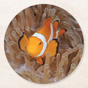 Clownfisch - Molokai, North Shore Cliff Runder Pappuntersetzer