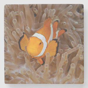 Clownfisch - Molokai, North Shore Cliff Steinuntersetzer