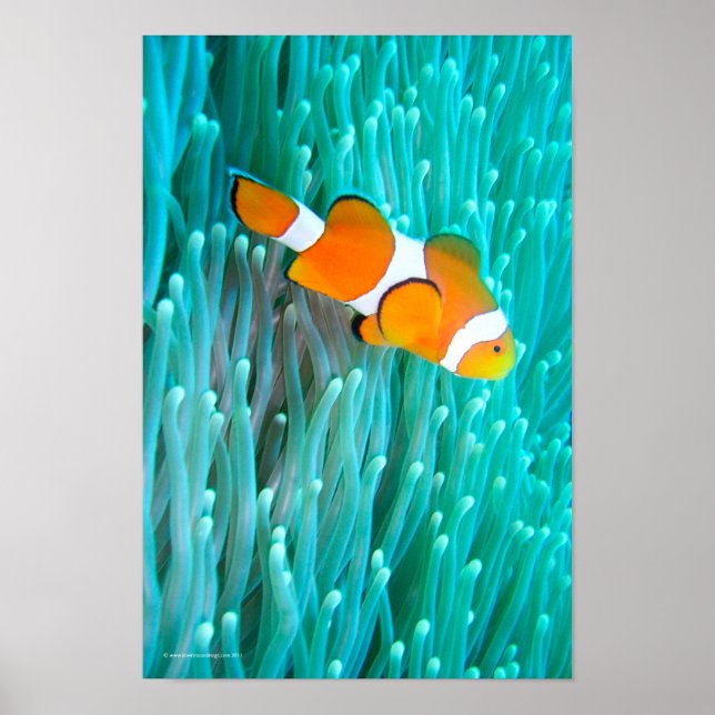 Clownfisch Poster (Vorne)