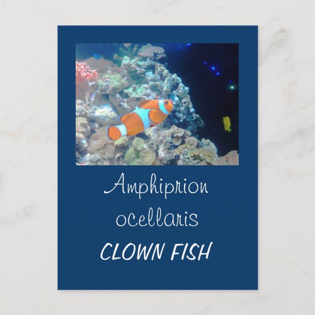 Clownfisch Postkarte (Vorderseite)