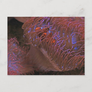 Clownfisch Postkarte