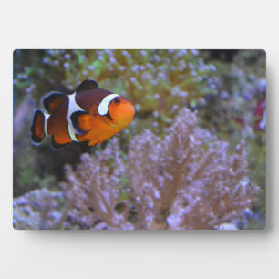 Clownfisch Seeanemone Koralle Naturfotografie Fotoplatte