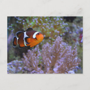 Clownfisch Seeanemone Koralle Unterwasser Hübsches Postkarte