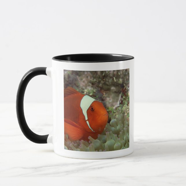 Clownfish 2 tasse (Links)