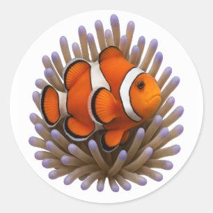 Clownfish & Cosy Coral Runder Aufkleber