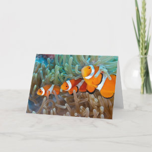 Clownfish Karte