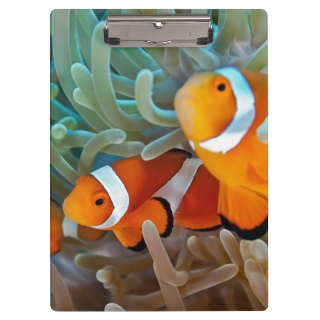 Clownfish Klemmbrett (Vorderseite)