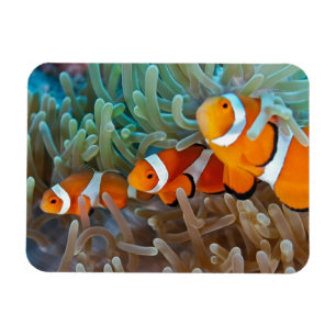 Clownfish Magnet