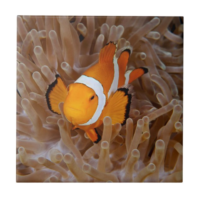Clownfish - Molokai, North Shore Cliff Fliese (Vorderseite)