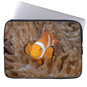 Clownfish - Molokai, North Shore Cliff Laptopschutzhülle