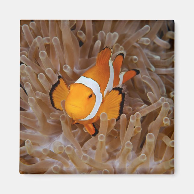 Clownfish - Molokai, North Shore Cliff Magnet (Vorne)