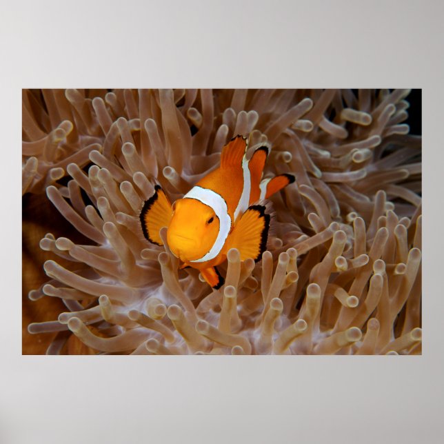 Clownfish - Molokai, North Shore Cliff Poster (Vorne)