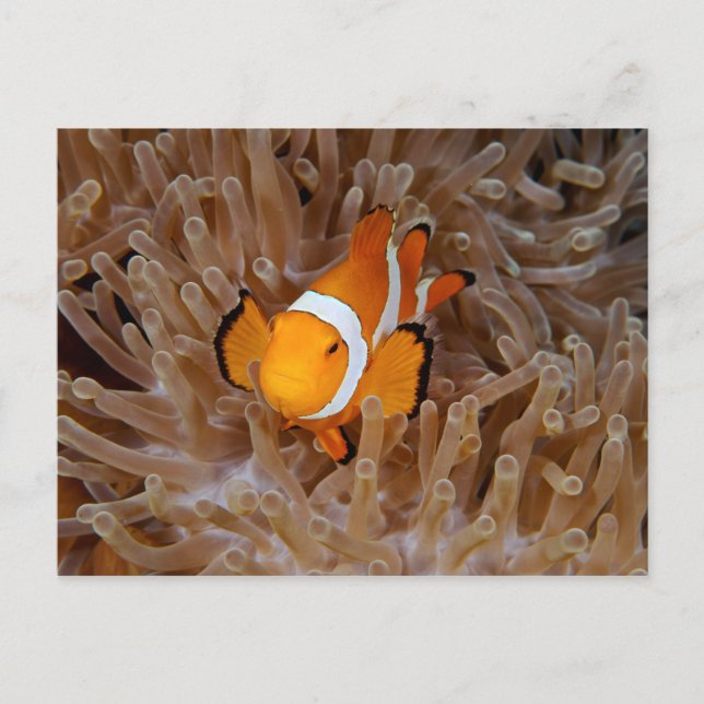 Clownfish - Molokai, North Shore Cliff Postkarte (Vorderseite)