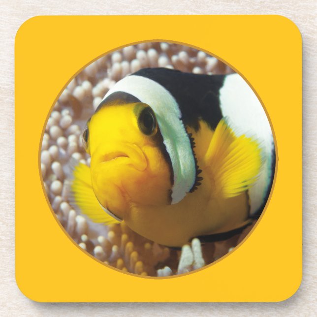 Clownfish - Nah-up! Rundfotografie | Getränkeuntersetzer (Vorderseite)