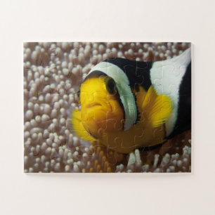 Clownfish - Nah-up! So niedlich - Nemo in Anemone