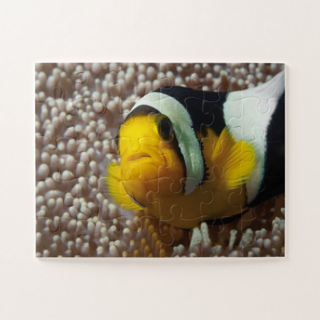 Clownfish - Nah-up! So niedlich - Nemo in Anemone  (Horizontal)