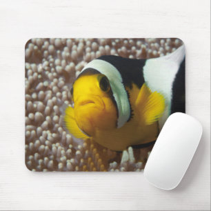 Clownfish - Nah-up! So niedlich - Nemo in Anemone  Mousepad