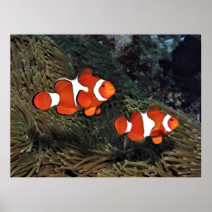 Clownfish Pair Poster