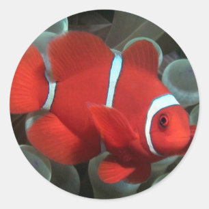 Clownfish Runder Aufkleber