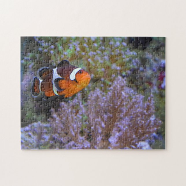 Clownfish Sea Anemone Coral Underwater Foto (Horizontal)