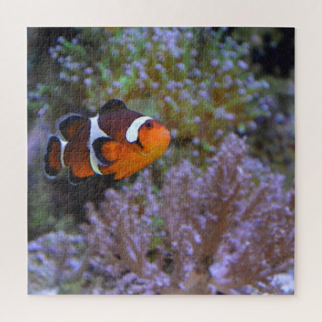 Clownfish Sea Anemone Korallenfotografie (Vertikal)