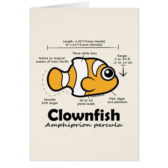 Clownfish Statistiken (Vorne)