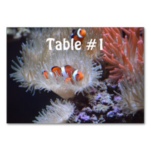 Clownfish Tischnummer