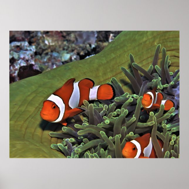 Clownfish Trio Poster (Vorne)