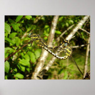 Club-tailed Dragonflies Poster