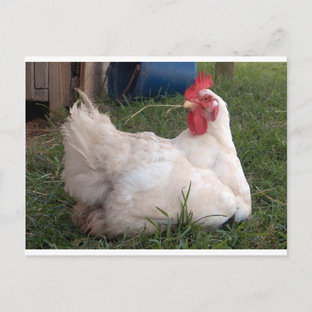 Cluck - Sweet White Huhn Postkarte (Vorderseite)