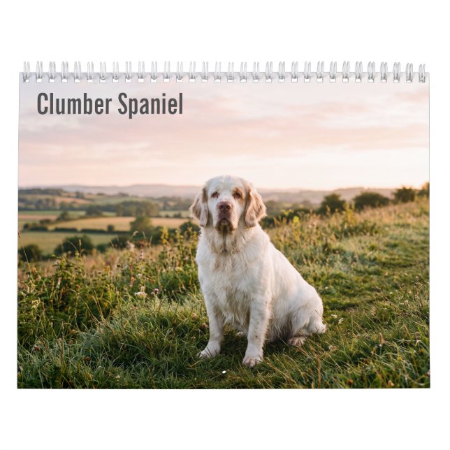 Clumber Spaniel 2027 Wandkalender (Titelbild)