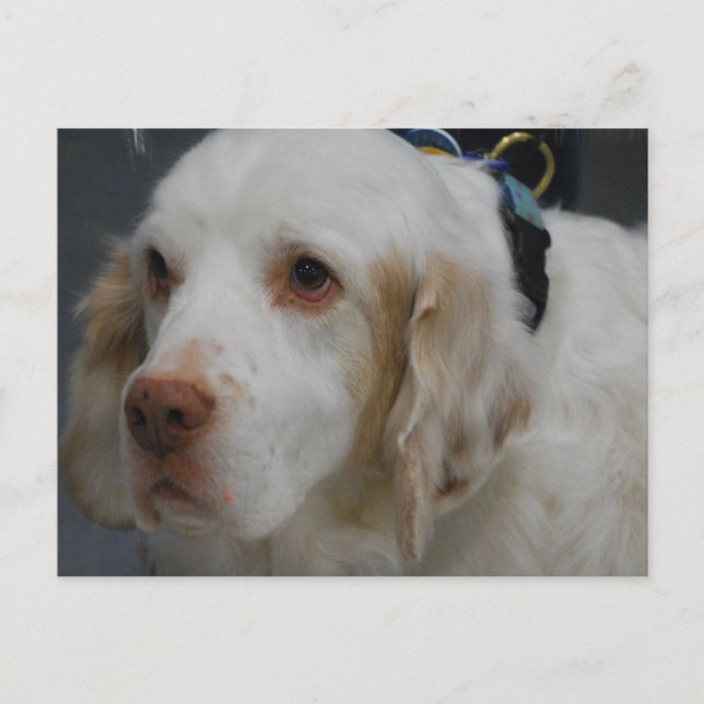 Clumber Spaniel Dog Postcard Postkarte (Vorderseite)