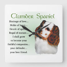 Clumber Spaniel Puppy